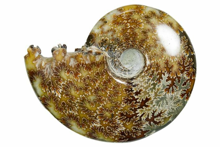 Polished Ammonite (Cleoniceras) Fossil - Madagascar #352367